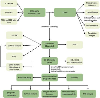 Identification of disulfidptosis-related subtypes, characterization of tumor microenvironment infiltration, and development of a prognosis model in breast cancer